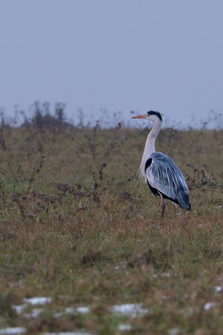 Ein Graureiher steht alleine in einer weiten, grasbewachsenen Landschaft.