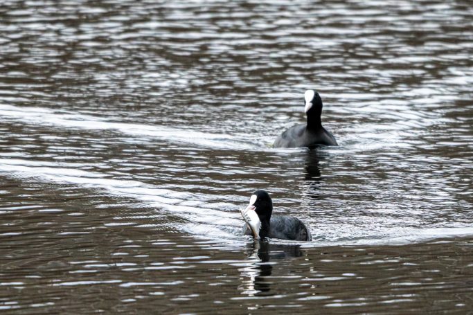 Zwei Enten schwimmen auf einer ruhigen Wasseroberfläche mit Wellen.
